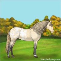 Horse Color:Buckskin Dun Appaloosa 