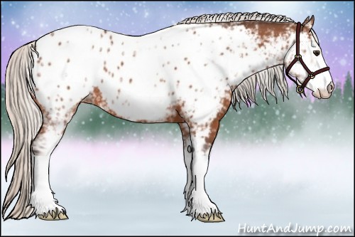 Horse Color:White Spotted Silver Bay Appaloosa 