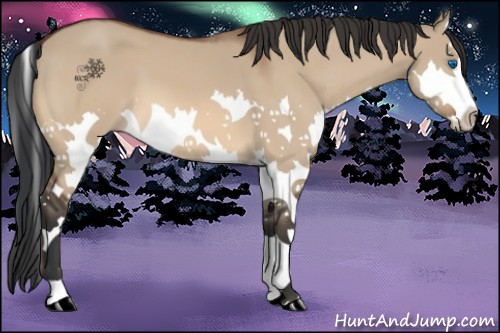 Horse Color:Bay Dun Sabino Splash