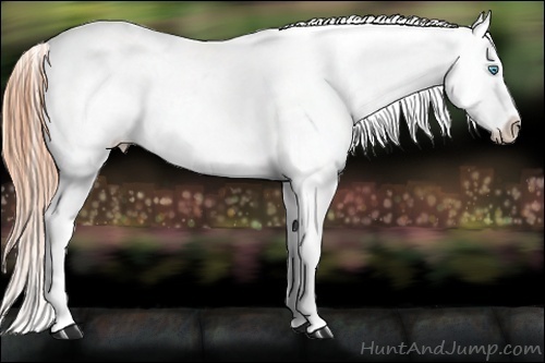 Horse Color:Buckskin Pearl Appaloosa 