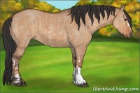 Horse Color:Bay Dun and Bay Dun
