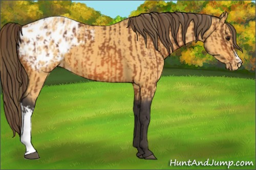 Horse Color:Buckskin Appaloosa and Buckskin Appaloosa
