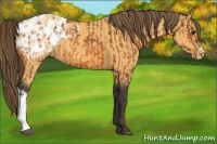 Horse Color:Buckskin Appaloosa  and Buckskin Appaloosa 