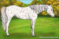 Horse Color:Bay Near Leopard  and Silver Bay Near Leopard 