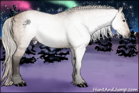Horse Color:Gray Silver Brown Dun