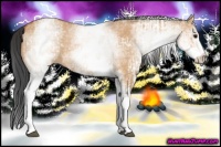Horse Color:White Spotted Bay Dun Rabicano and White Spotted Bay Dun Rabicano