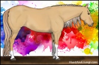 Horse Color:Palomino Dun Tobiano 
