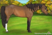 Horse Color:Buckskin 