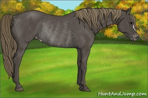 Horse Color:Smoky Black Appaloosa Rabicano