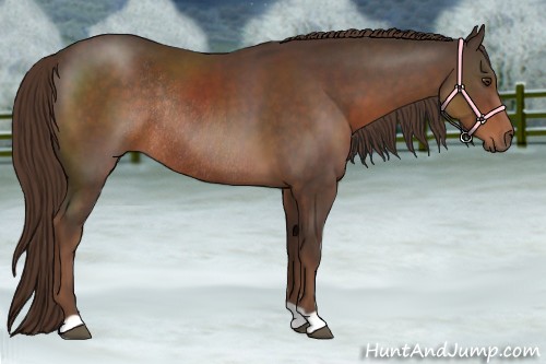 Horse Color:Liver Chestnut Rabicano 