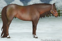 Horse Color:Liver Chestnut Rabicano 