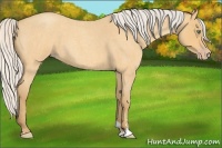 Horse Color:Silver Amber Cream Champagne Roan Sabino