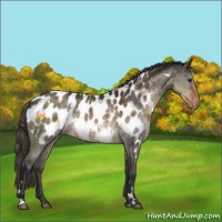 Horse Color:White Spotted Brown Dun Appaloosa Brindle 