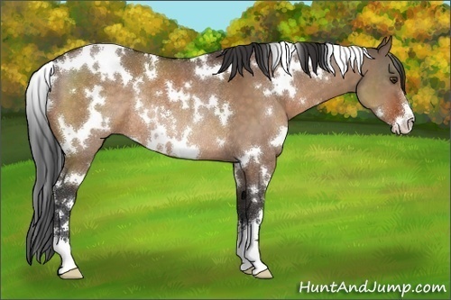 Horse Color:White Spotted Brown Dun Sabino Rabicano