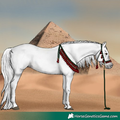 Horse Color:Gray Chestnut 