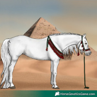 Horse Color:Gray Chestnut 