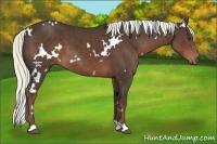 Horse Color:White Spotted Liver Chestnut 