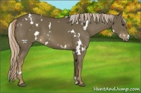 Horse Color:White Spotted Chocolate Palomino 