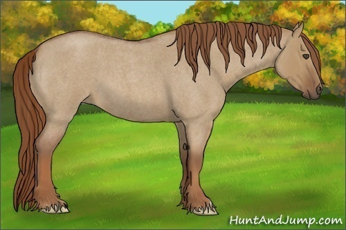 Horse Color:Red Dun Roan Frame 