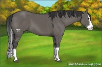 Horse Color:Grullo Sabino Splash 