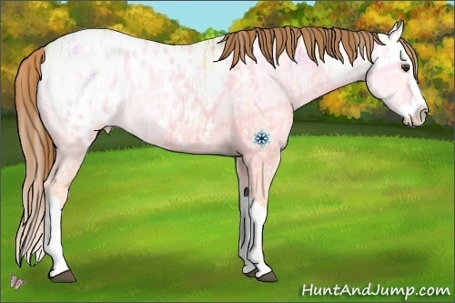 Horse Color:Red Dun Ice Splash Appaloosa