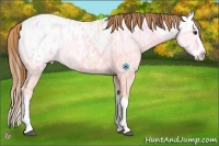 Horse Color:Red Dun Ice Splash Appaloosa 