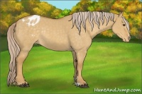 Horse Color:Palomino Dun Varnish Rabicano