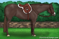 Horse Color:Liver Chestnut 