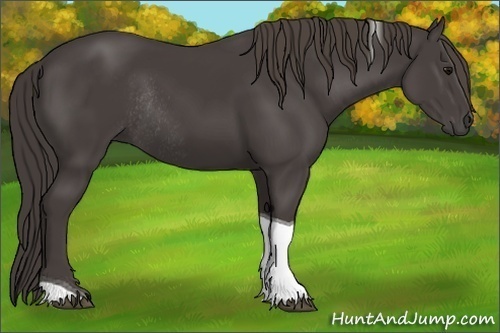 Horse Color:Smoky Black Tobiano Rabicano