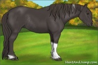 Horse Color:Smoky Black Tobiano Rabicano