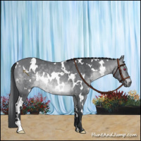 Horse Color:White Spotted Brown Chinchilla 