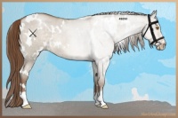Horse Color:White Spotted Brown Pearl Dun 