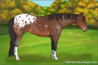 Horse Color:Brown Appaloosa 