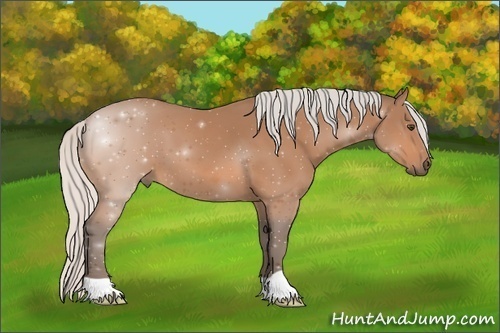 Horse Color:Silver Bay 