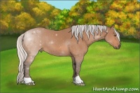 Horse Color:Silver Bay 
