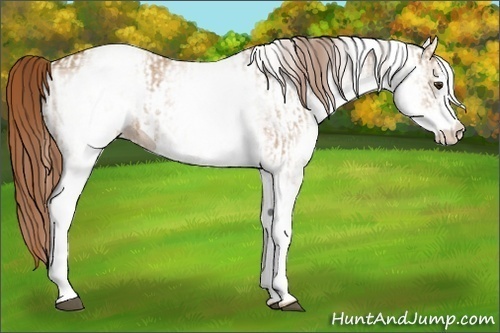 Horse Color:White Spotted Red Dun Rabicano  and White Spotted Red Dun Rabicano 