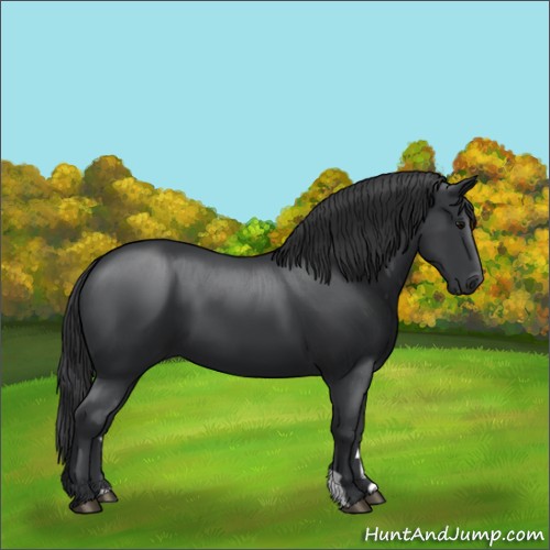 Horse Color:Black 