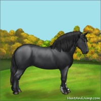 Horse Color:Black 