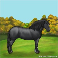 Horse Color:Black 