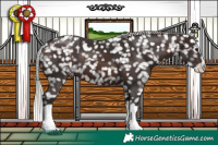 Horse Color:Silver Brown Splash Appaloosa 