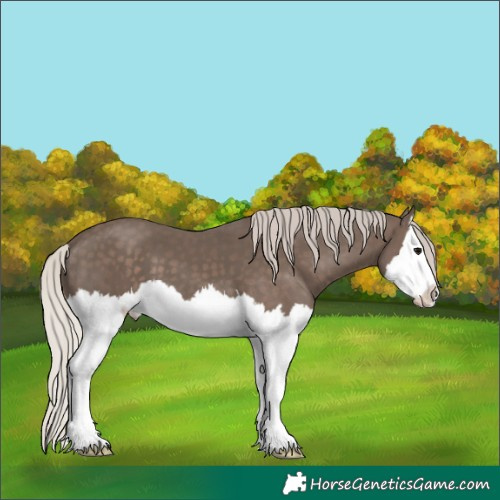 Horse Color:Silver Black Splash 