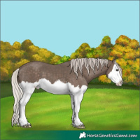 Horse Color:Silver Black Splash 