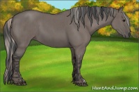 Horse Color:Silver Blue Roan  and Grullo 