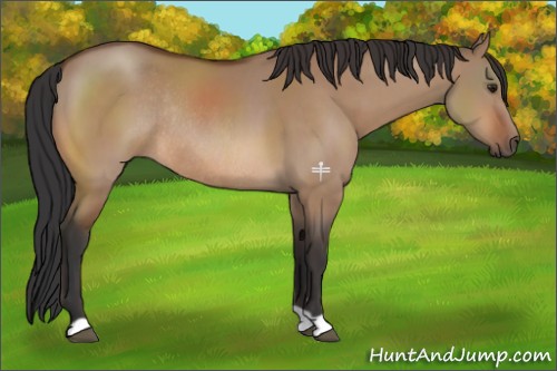 Horse Color:Bay Dun Rabicano 