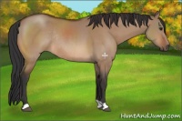 Horse Color:Bay Dun Rabicano 