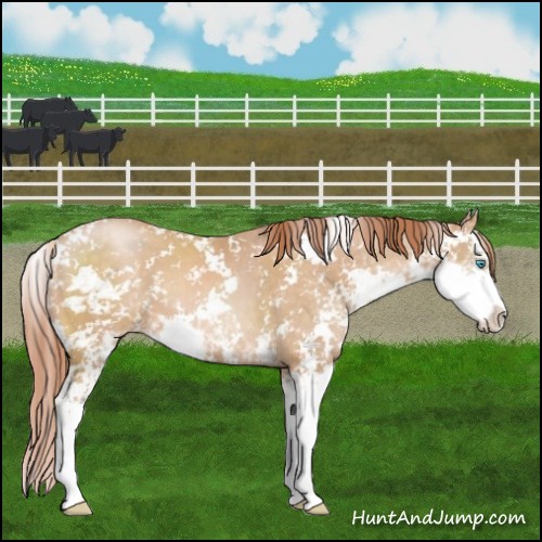 Horse Color:Buckskin Pearl Sabino 