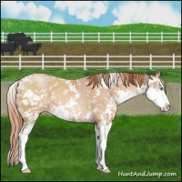 Horse Color:Buckskin Pearl Sabino 