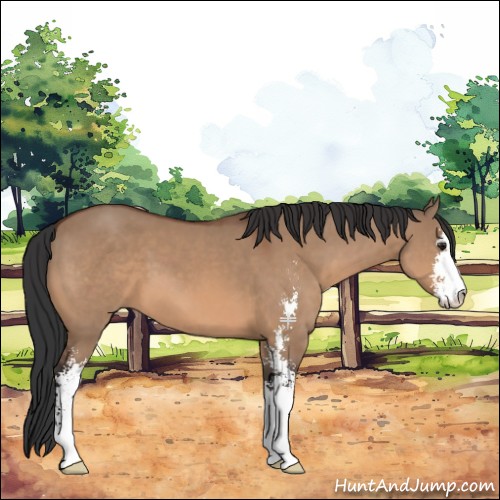 Horse Color:Brown Dun Sabino 