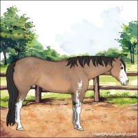 Horse Color:Brown Dun Sabino 