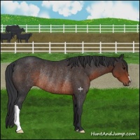Horse Color:Brown Rabicano 